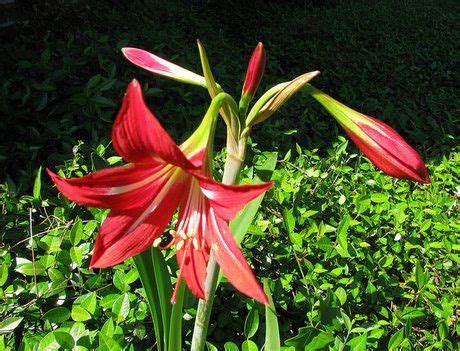 naked ladies plant|Amaryllis Plant Growing & Care Guide for Gardeners